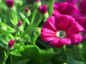 瓜葉菊的養護方法-瓜葉菊對環境的影響