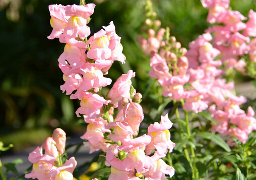 金魚(yú)草與家居風(fēng)格的搭配-金魚(yú)草的風(fēng)水學(xué)應(yīng)用