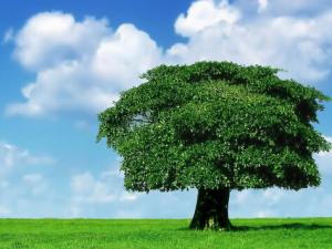 搖錢樹的風水學應用-搖錢樹的養殖方法