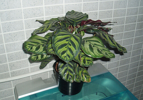 ��ȸ�����c�Ҿ��L��Ĵ���-��ȸ�����ڼҾ��е�����