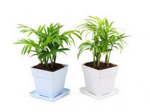 袖珍椰子的風水學應用-袖珍椰子與家居風格的搭配