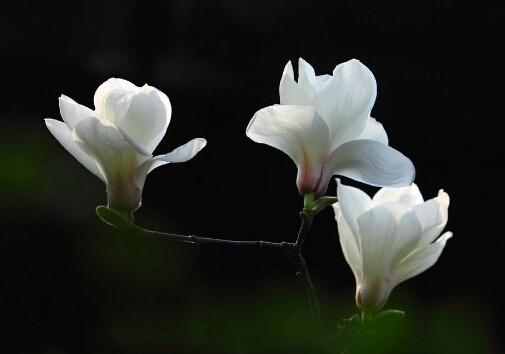 �����m�c�Ҿ��L��Ĵ���-�����m���Lˮ�W����