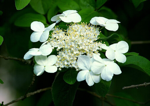 �����c�Ҿ��L��Ĵ���-�������Bֳ����