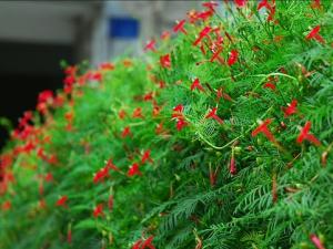 蔦蘿與家居風格的搭配-蔦蘿在家居中的作用