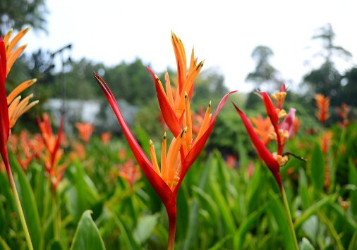 �����B(ni��o)���c�Ҿ��L(f��ng)��Ĵ���-�����B(ni��o)�����L(f��ng)ˮ�W(xu��)��(y��ng)��