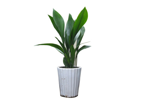 一葉蘭的風(fēng)水學(xué)應(yīng)用-一葉蘭在家居中的作用