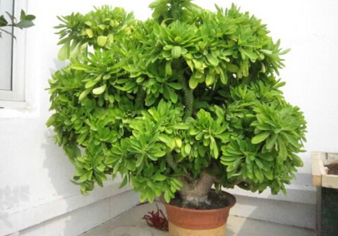 �������c�Ҿ��L(f��ng)��Ĵ���-�������ڼҾ��е�����