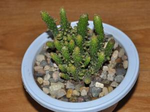 姬珊瑚的風水學應用-姬珊瑚在家居中的作用