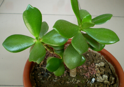 �����Ƶ��L(f��ng)ˮ�W(xu��)��(y��ng)��-�����Ƶ��B(y��ng)ֳ����