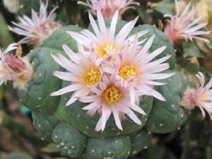 烏羽玉與家居風格的搭配-烏羽玉的風水學應用