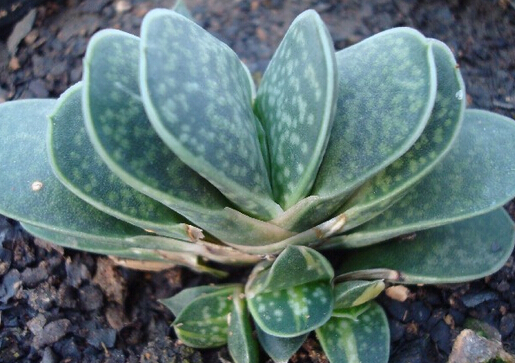 ʮ�������Lˮ�W����-ʮ�������B(y��ng)ֳ����