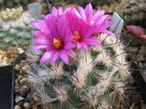 紅梅殿與家居風格的搭配-紅梅殿在家居中的作用