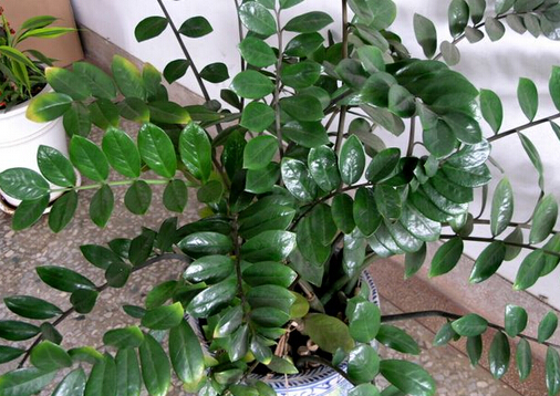 ���ľ���Lˮ�W����-���ľ�ڼҾ��е�����