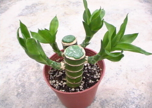 �ɻ����c�Ҿ��L��Ĵ���-�ɻ����ڼҾ��е�����