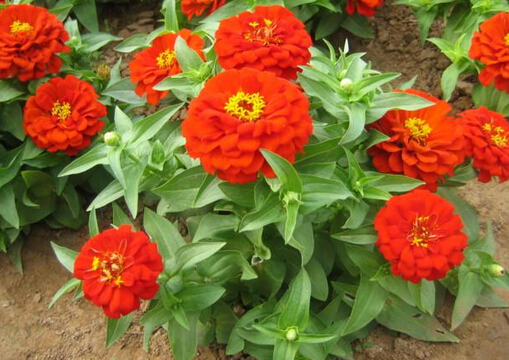 ���ղ��c�Ҿ��L��Ĵ���-���ղݵ��Lˮ�W����