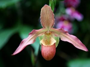 兜蘭對(duì)環(huán)境的影響-兜蘭的養(yǎng)護(hù)方法