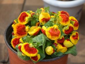 荷包花對環(huán)境的影響-荷包花的風(fēng)水作用