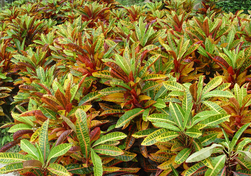 ׃?n��i)~ľ�c�Ҿ��L(f��ng)��Ĵ���-׃?n��i)~ľ�ڼҾ��е�����