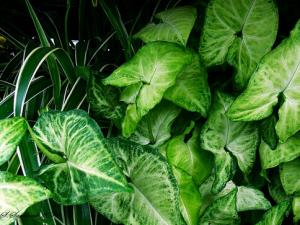 合果芋與家居風格的搭配-合果芋在家居中的作用