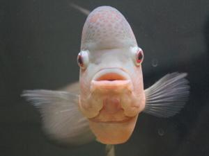 羅漢魚的品種-羅漢魚的風(fēng)水學(xué)應(yīng)用