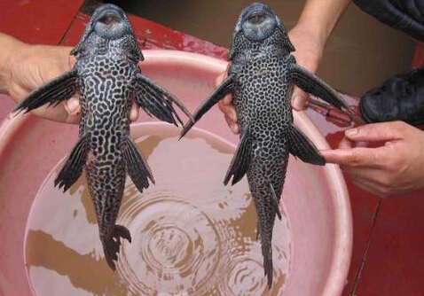 清道夫的品種-清道夫的風水學應用