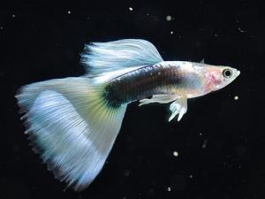 鳳尾魚的品種介紹-鳳尾魚的魚缸擺放位置