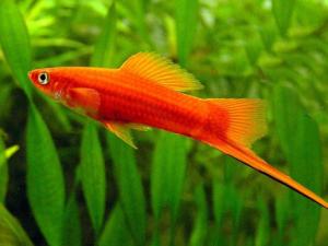 紅箭魚的風(fēng)水學(xué)應(yīng)用-紅箭魚的品種介紹