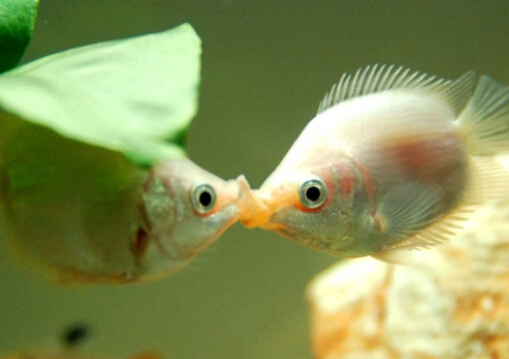接吻魚的風水學應用-接吻魚的品種介紹