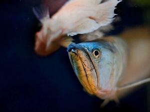 銀龍魚的風水學應用-銀龍魚的魚缸擺放位置