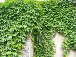 爬山虎的養(yǎng)護方法-爬山虎對家居環(huán)境的作用