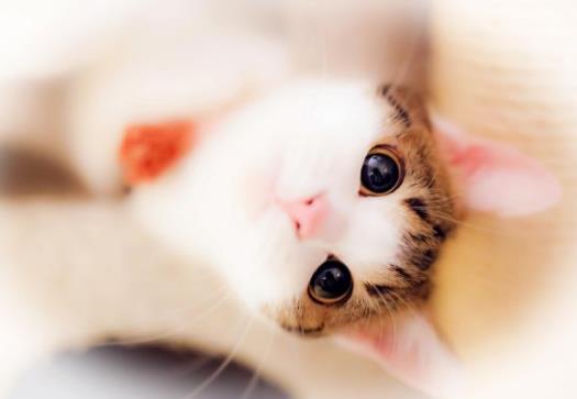 賣萌是什么意思?網(wǎng)絡(luò)用語(yǔ)賣萌是什么意思 賣萌的引申含義