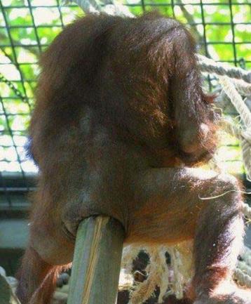 爆菊花是什么意思?爆你菊花是什么意思?什么叫爆菊花