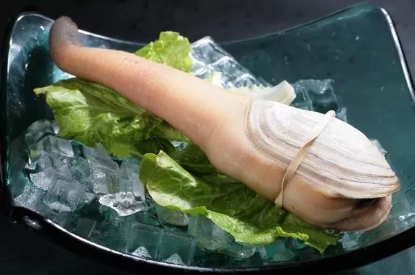 象拔蚌是什么意思什么梗?象拔蚌污內(nèi)涵 世上最下流的海鮮形似男人丁丁