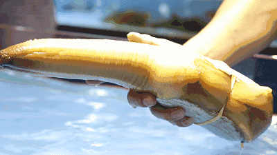 象拔蚌是什么意思什么梗?象拔蚌污內(nèi)涵 世上最下流的海鮮形似男人丁丁