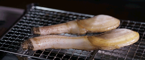 象拔蚌是什么意思什么梗?象拔蚌污內(nèi)涵 世上最下流的海鮮形似男人丁丁