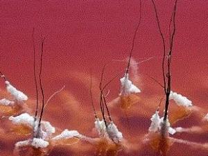 �����@�FѪˮ������ˮ��t����ˮ�е��}�Y��