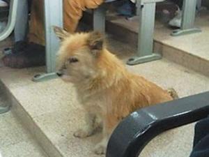 ���W(xu��)�Թ�����ӿƼ���W(xu��)���n�߼t�����Ӣ�Z�͸��ʾW(w��ng)����ͦ�x��