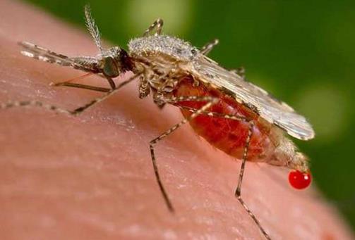 被蚊子叮咬后噴花露水好嗎？蚊子叮咬后怎么止癢