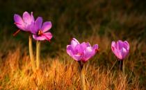 藏紅花的美容養顏功效-藏紅花的吃法