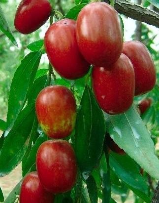 紅棗吃多了會怎么樣?紅棗吃多了好嗎