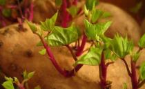 紅薯發芽了還能吃嗎？發芽的紅薯能吃嗎