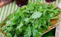 香菜不能和什么一起吃？香菜的飲食禁忌