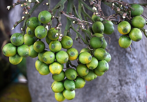 檳榔可驅蟲-檳榔的功效與作用