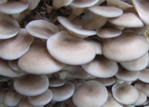 怎樣清洗平菇最干凈?平菇的清洗方法