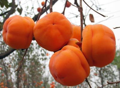 柿子可以空腹吃嗎?吃柿子有什么禁忌