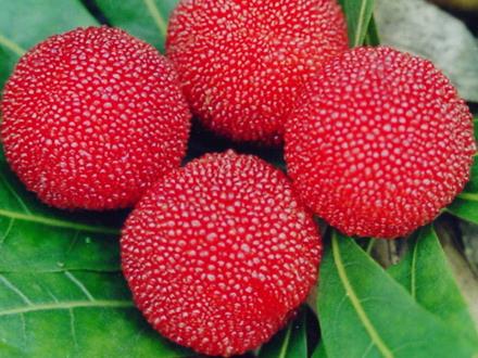 楊梅吃多了會怎么樣?楊梅吃多了會上火嗎