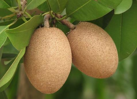 人心果怎么吃?人心果的食用禁忌