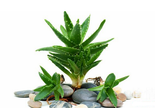 蘆薈都可以吃嗎?吃蘆薈的注意事項