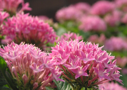 紅景天的功效與作用-紅景天的副作用