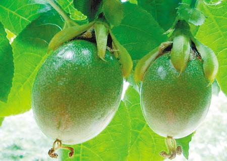 雞蛋果有什么功效?熱帶水果雞蛋果的營養價值